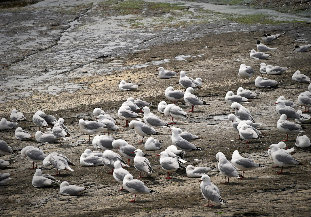 Red bill gulls, Catlins, Otago, NZ