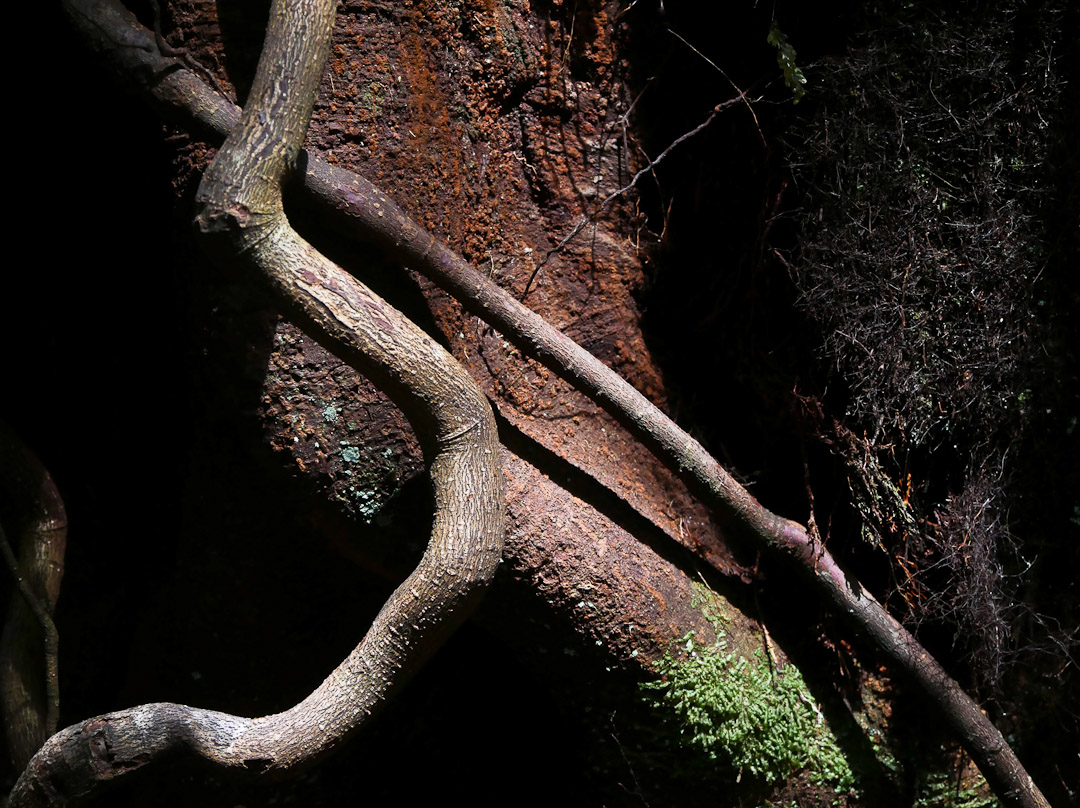Podocarp Bush, Catlins, Otago, NZ