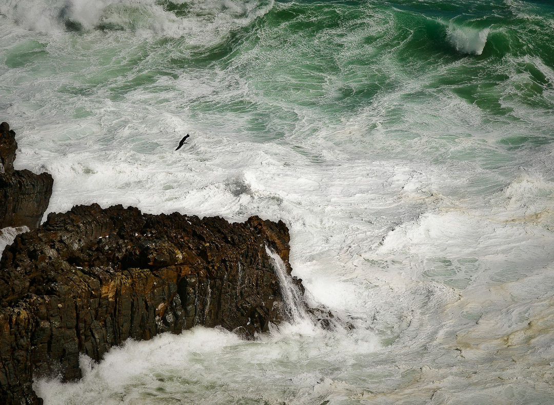 Nugget Point rocks and surf with a gull