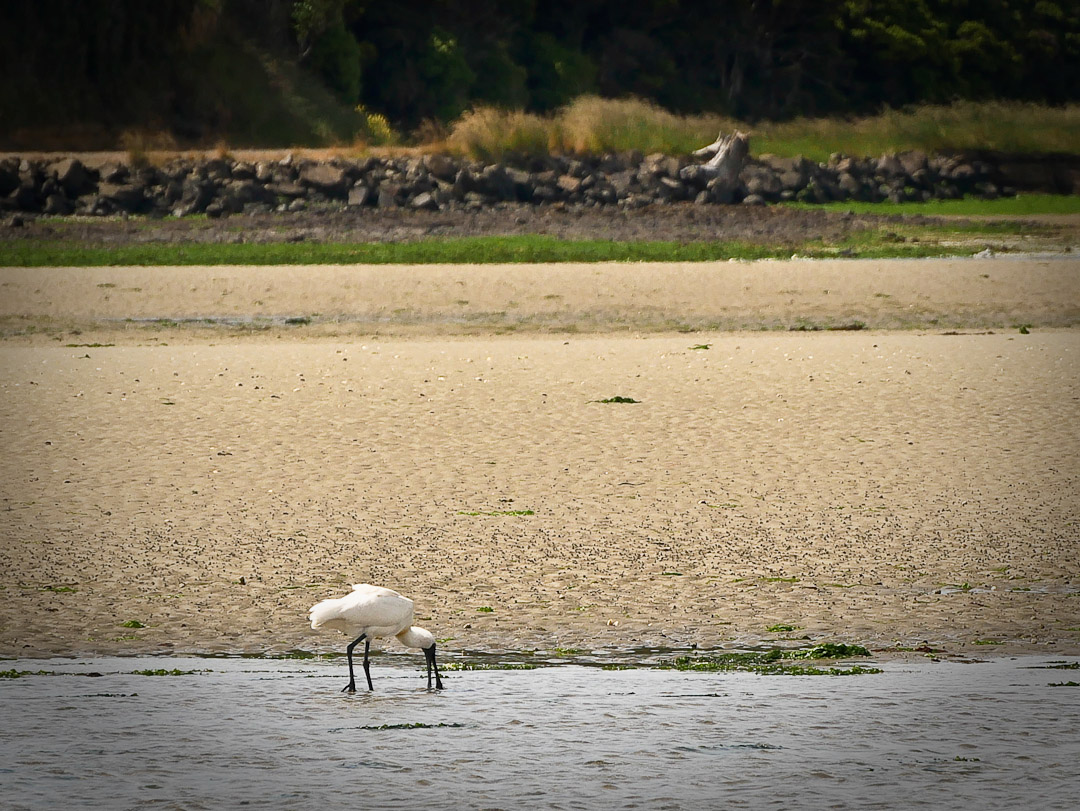 Spoonbill feeding, Catlins, Otago, NZ