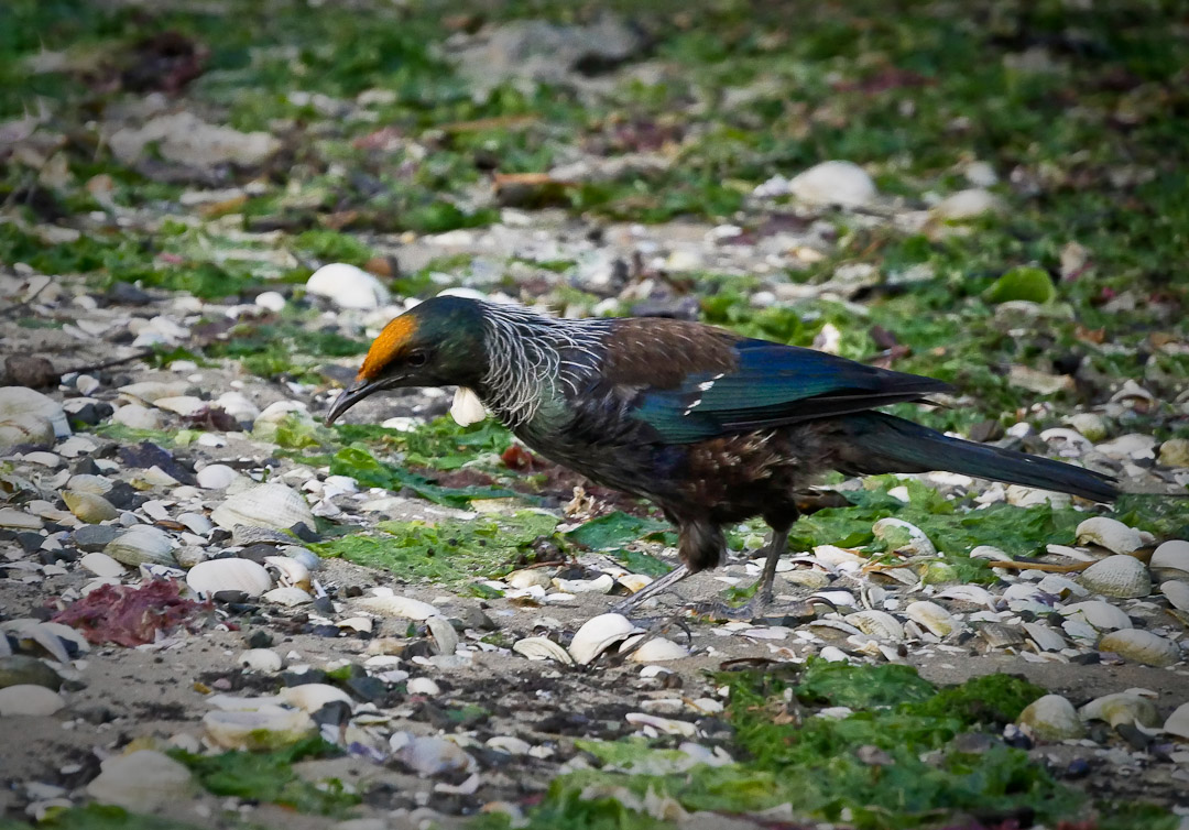 Catlins Estuary tui feeding