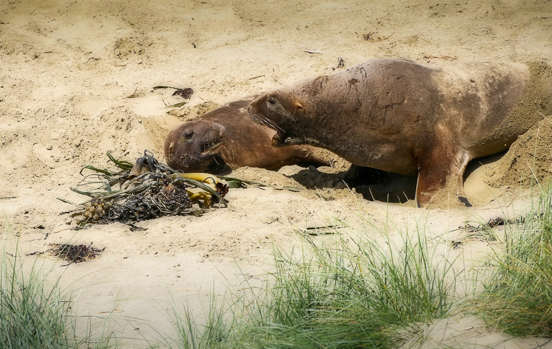 Catlins Estuary sea lions
