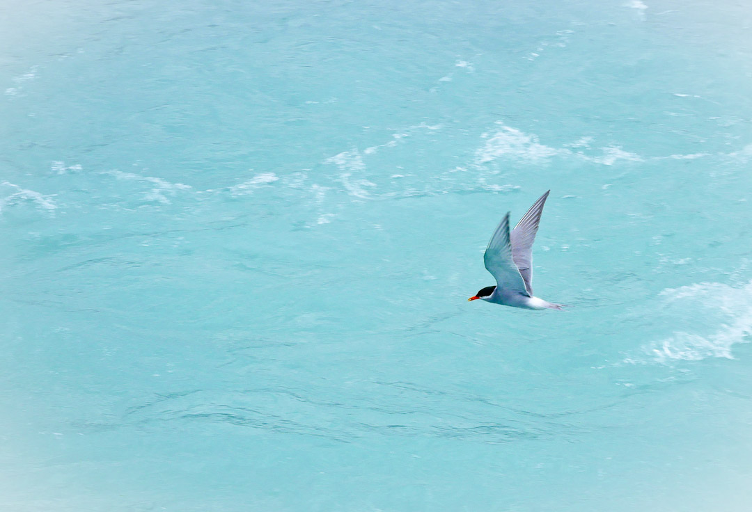 Black fronted tern