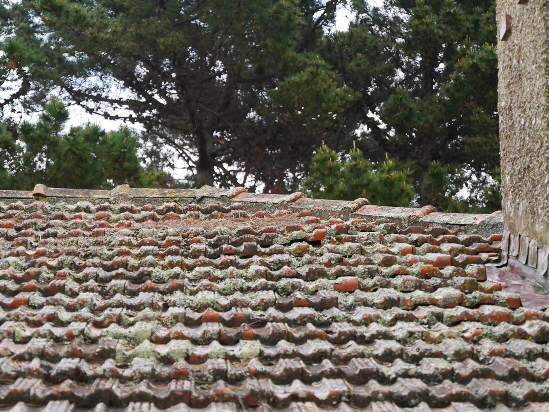 Roof with lichen, Pilot's House, Aramoana Spit, Otago NZ