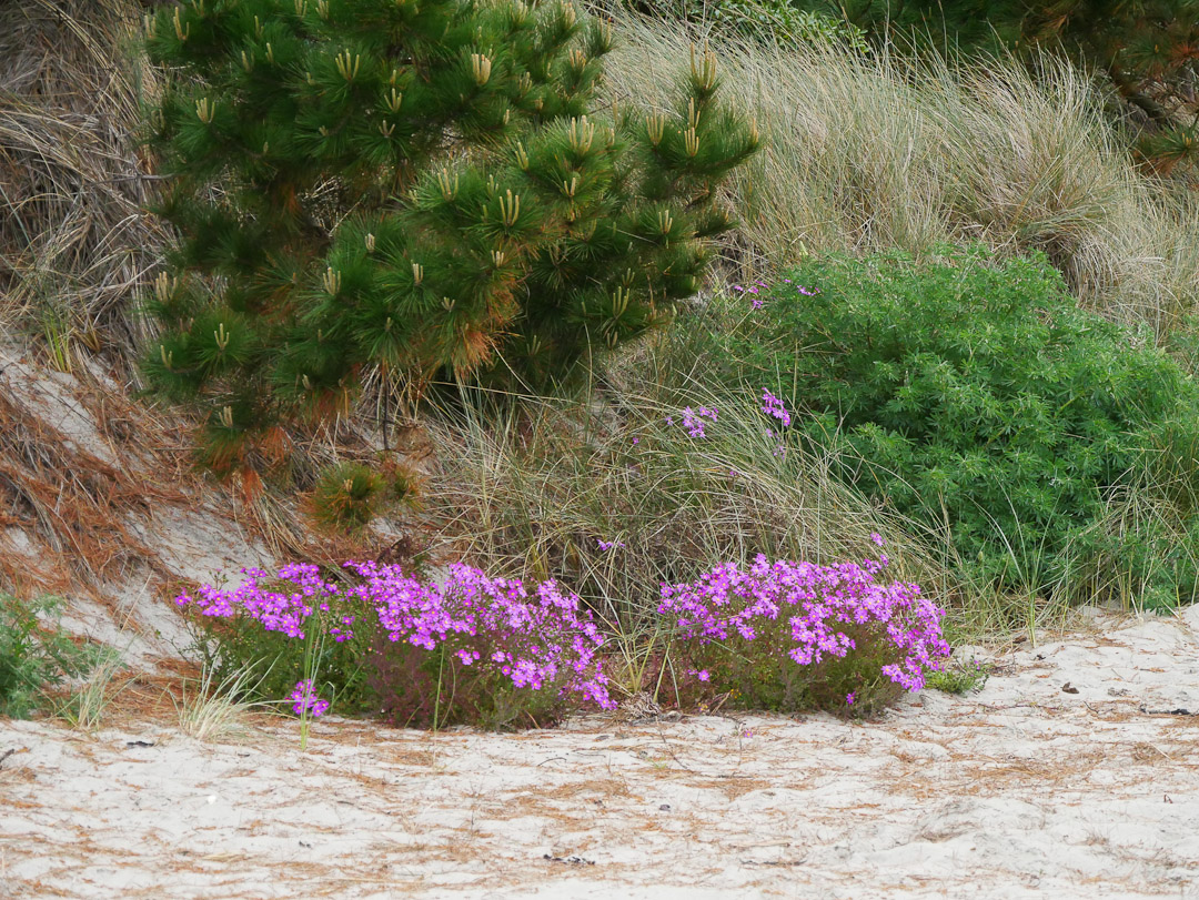 Wilding Pine, Pilot's House, Aramoana Spit, Otago NZ