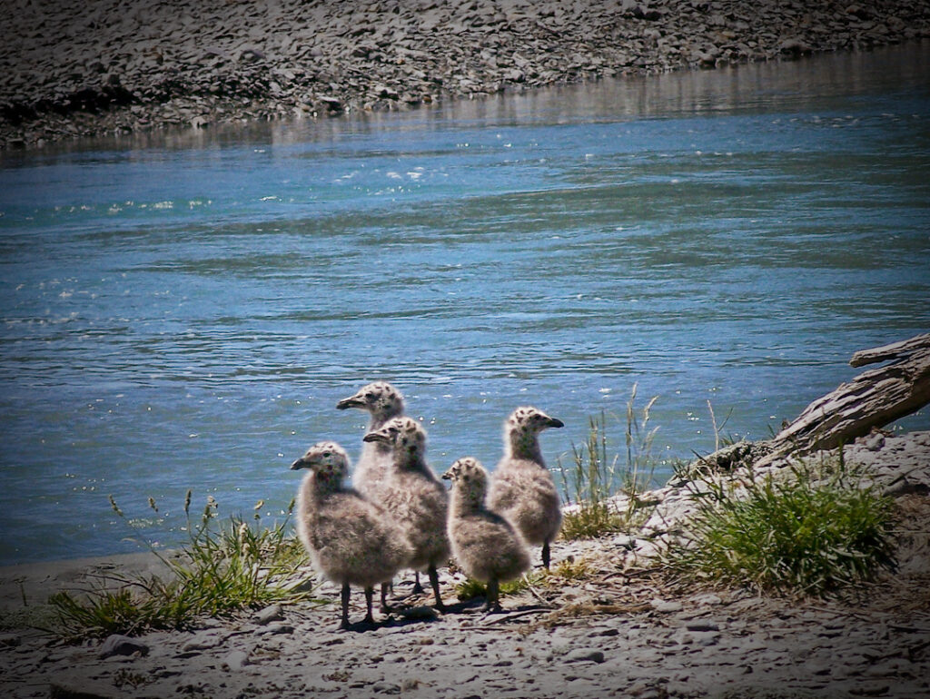 Homeless blach bill gull fledglings after a flood