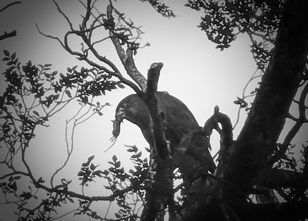 New Zealand falcon/kārearea with a mouse