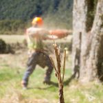 DOC chainsaw work Mt Aspiring National Park