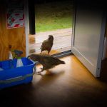 Kea by a door