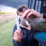 Kea Banding by DOC staff