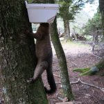 Possum caught in predator control trap Mt Aspiring National Park