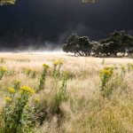 Ragwort