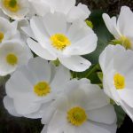 Mt Cook lily - Routeburn Valley