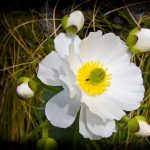 Mt Cook lily - Routeburn Valley