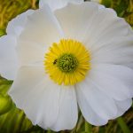 Mt Cook lily - Routeburn Valley