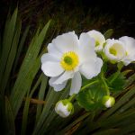 Mt Cook lily - Rees Valley