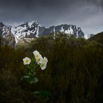 Mt Cook lily - Rees Valley
