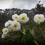 Mt Cook lily - Rees Valley