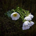 Mt Cook lily in the rain - Rees Valley