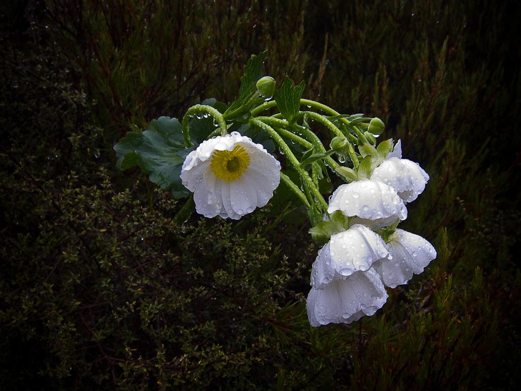 Mt Cook lily in the rain - Rees Valley