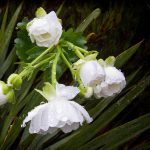 Mt Cook lily in the rain - Rees Valley