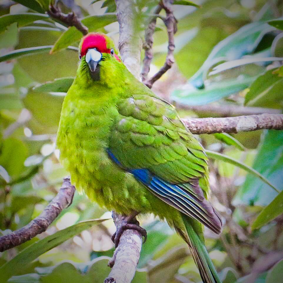 Red Crown NZ parakeet
