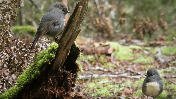South Island robins