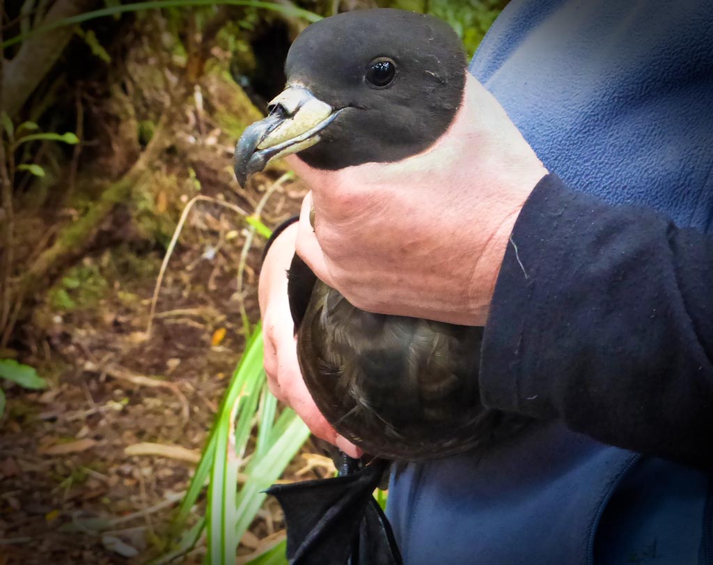 Male Black Petrel