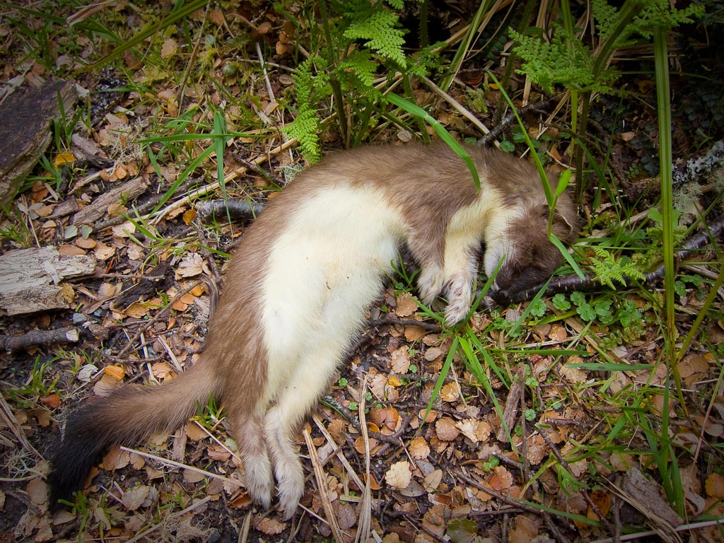 stoat killed by 1080 in Mt Aspiring National Park