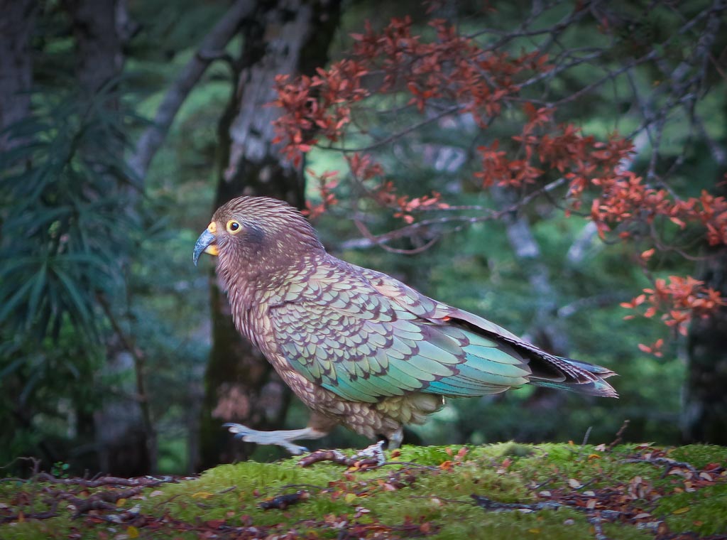NZ juvenile kea