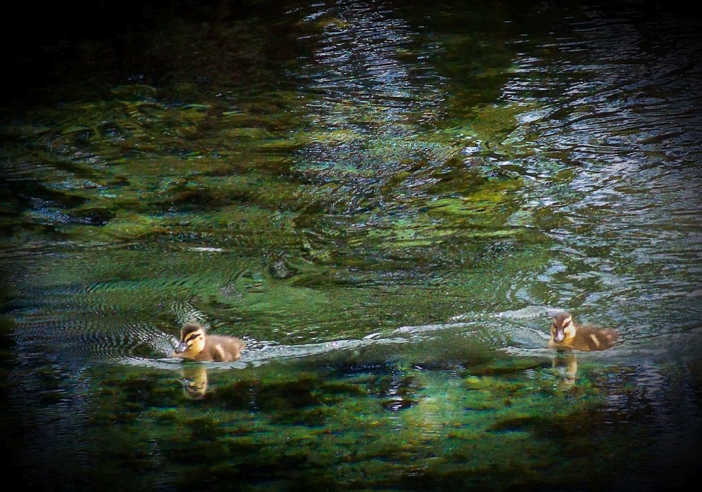 Ducks at Pupu Springs