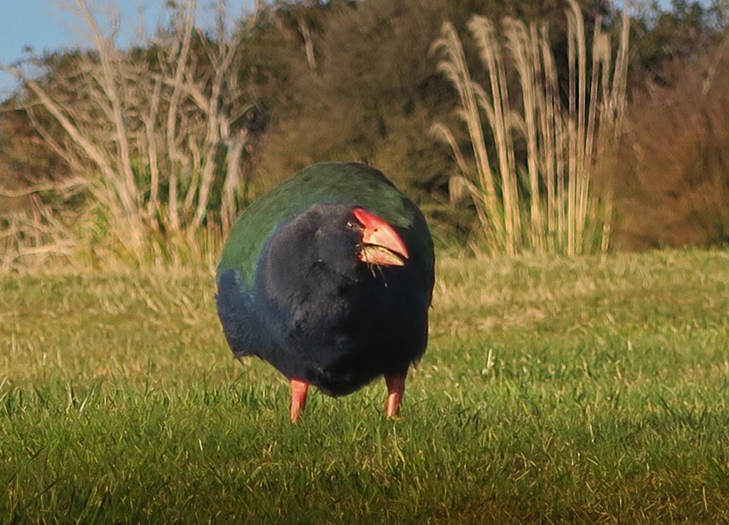 takahe