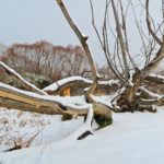 Willow, Cardrona Valley and snow
