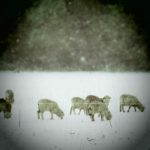 Sheep in the snow, Cardrona Valley