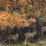 Sheep in the snow, Cardrona Valley