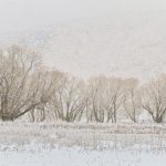 Willows in the snow, Cardrona Valley