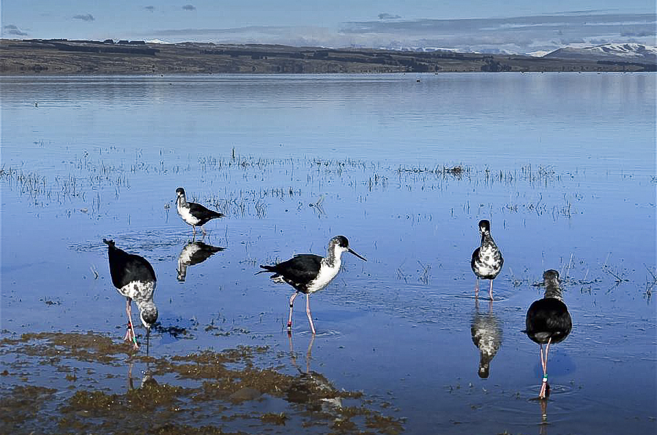 Black Stilts