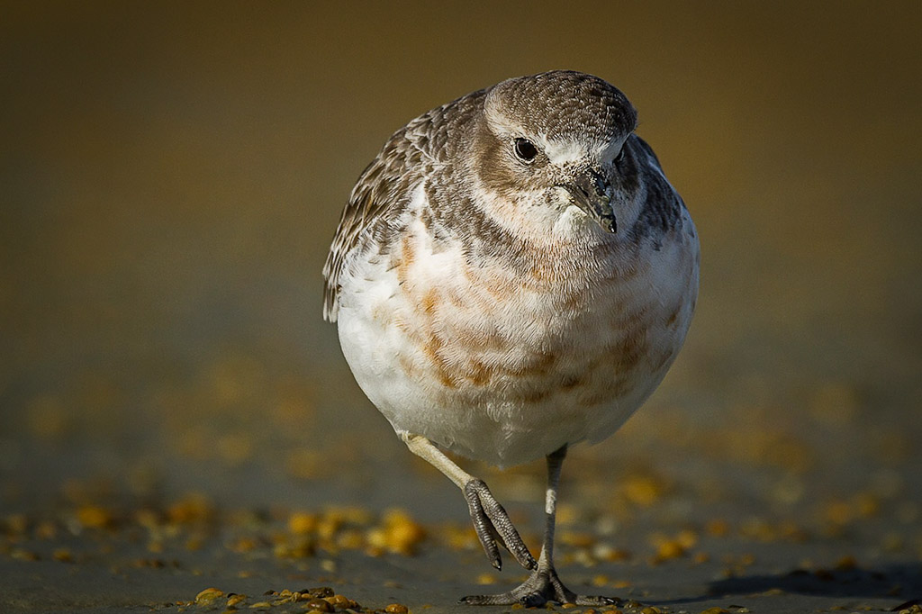 Southern dotterel New Zealand