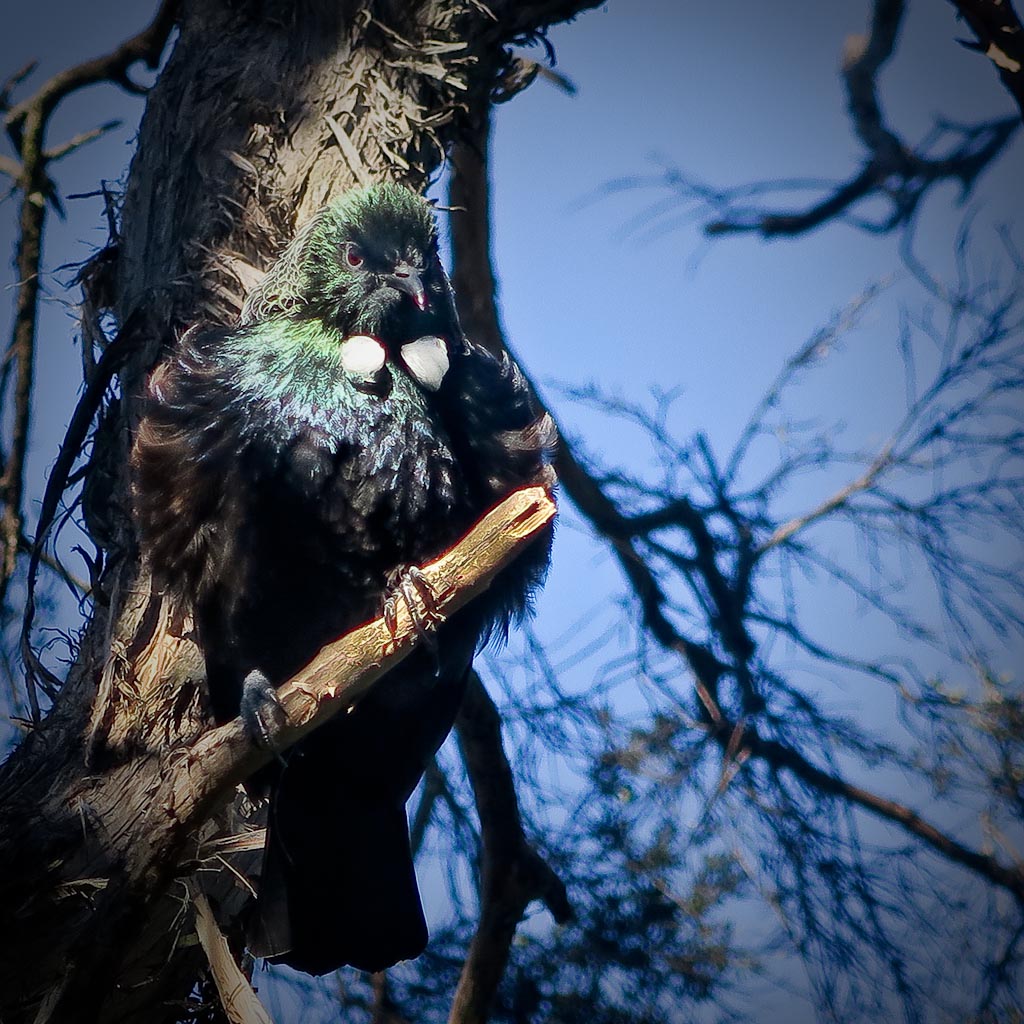NZ tui