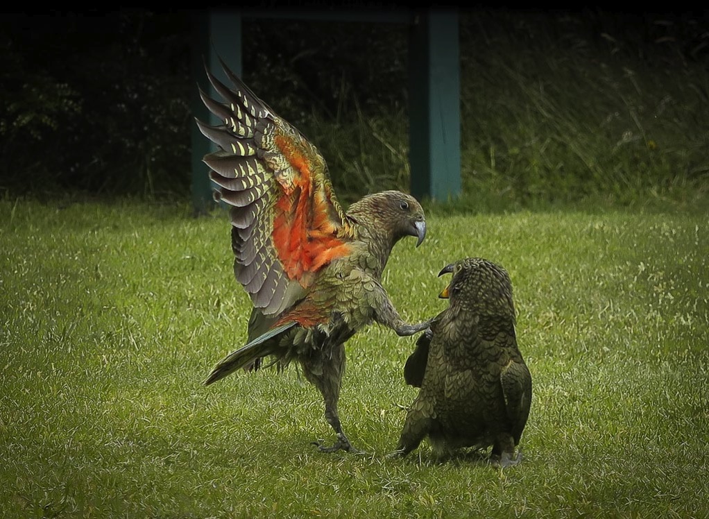 Kea kick boxing in Mt Aspiring National Park