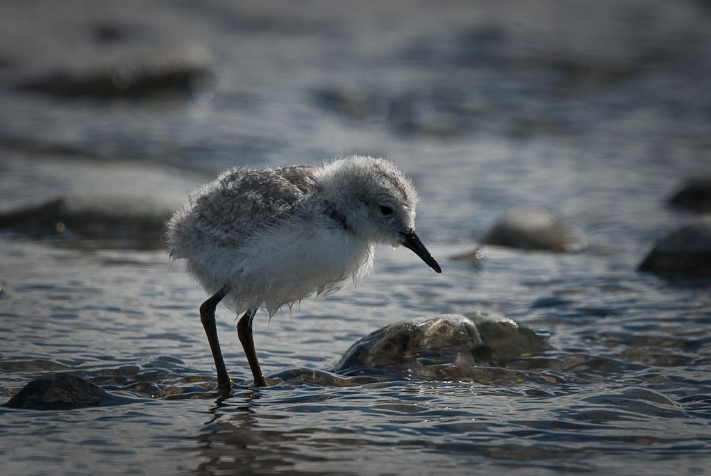 wrybill chick