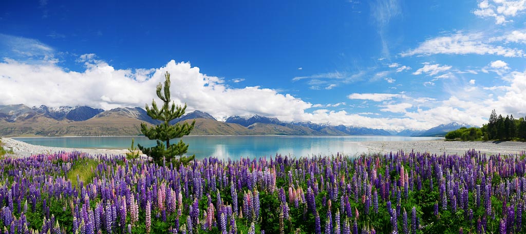 Lake Pukaki lupins and a wilding pine
