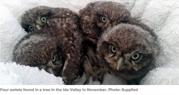 Little Owls, Ida Valley