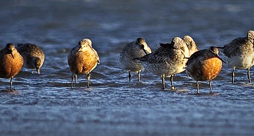 NZ Godwits