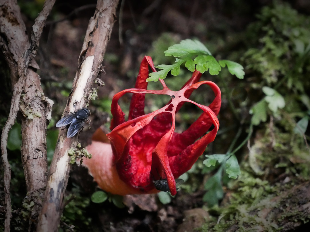 Stinkhorn fungi and flies, Catlins, Otago, NZ