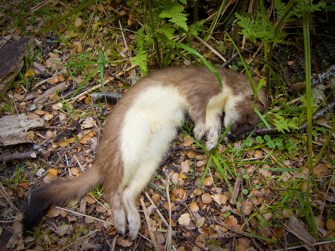 Dead stoat poisoned by 1080
