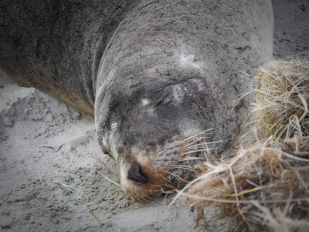 Sea Lion Aramoana