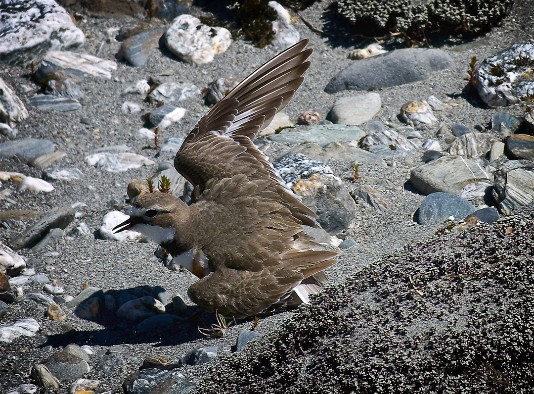banded dotterel