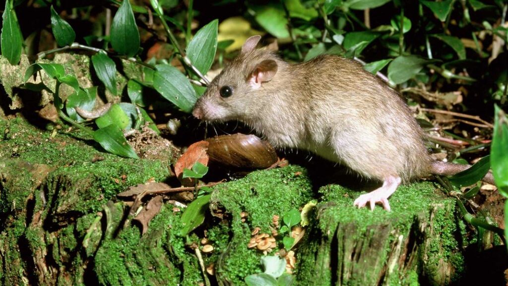 Rat on forest floor