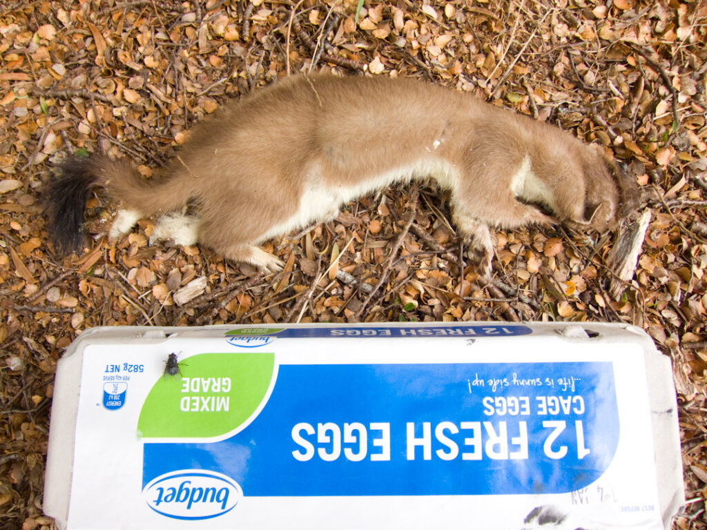 Dead stoat with an egg carton